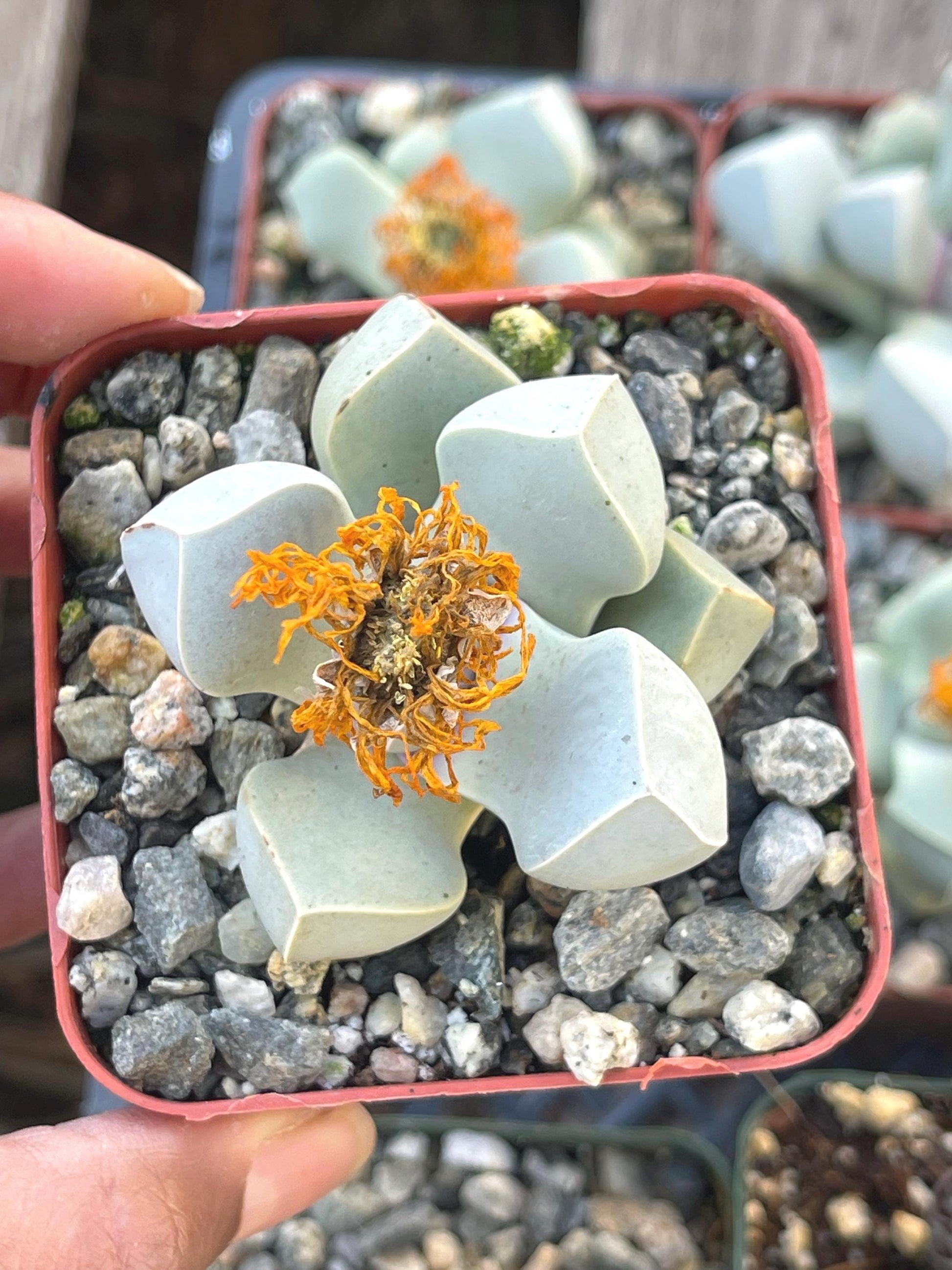 Lapidaria margaretae | Split Rock Succulent Plants | Live Karoo Rose | Rare Plant