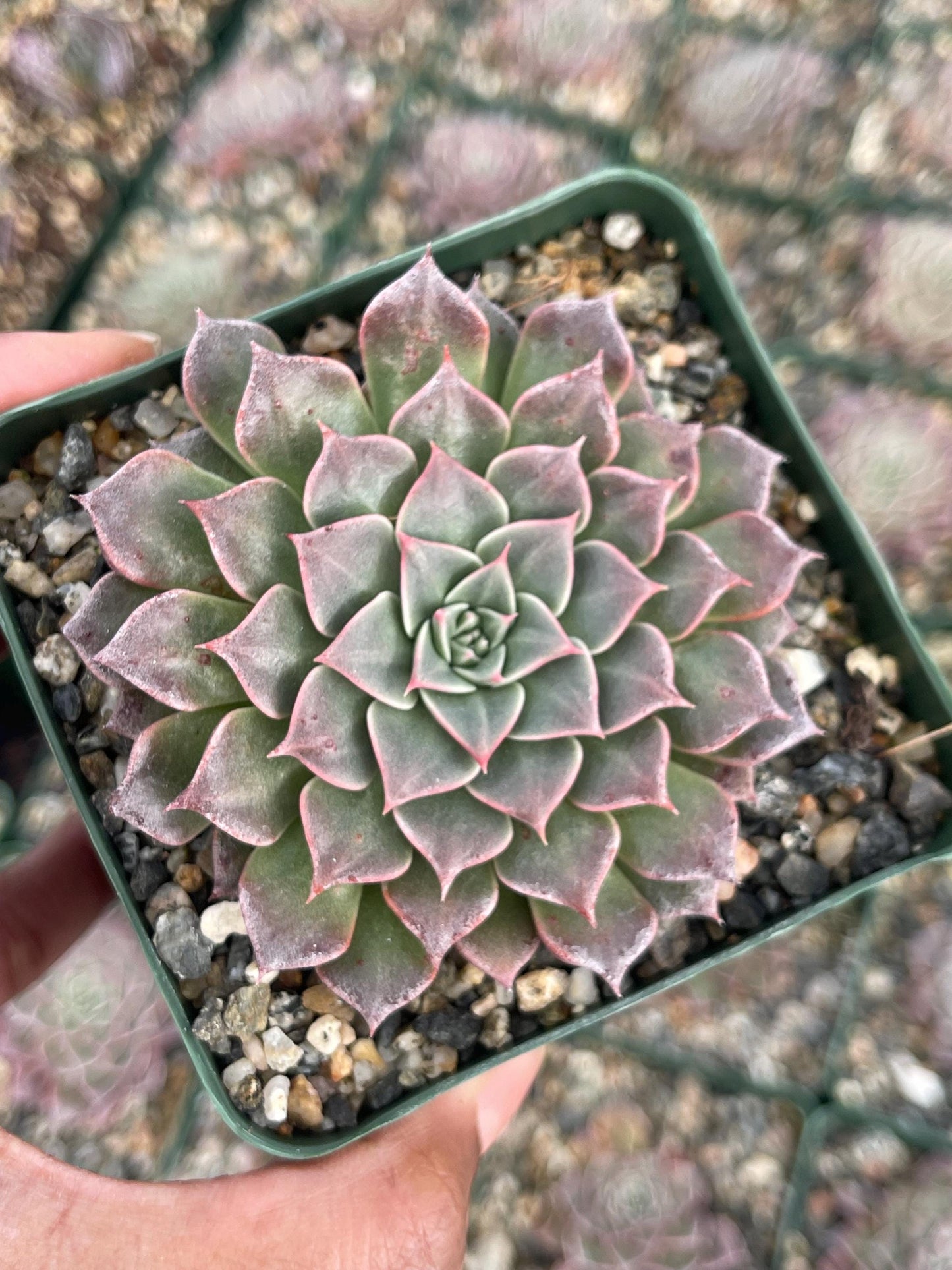 3.5” Graptopetalum Tacitus Bellus Super Star | Live Succulent