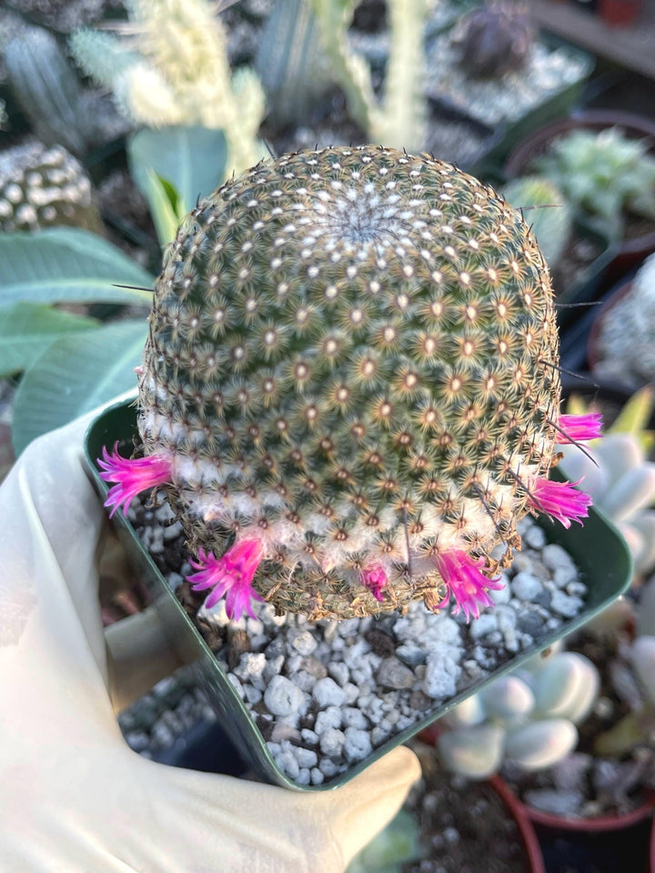 Mammillaria Huitzilopochtli with flower buds | Live Cactus