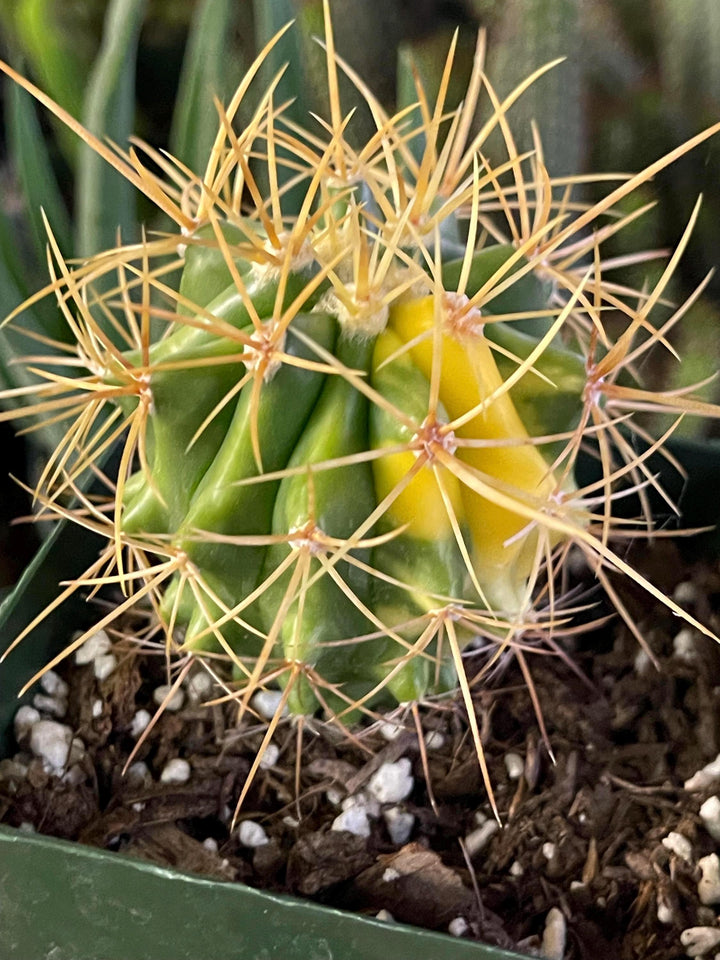 Variegated Ferocactus Cactus | Yellow Spines | Rare Cactus | Live Plant