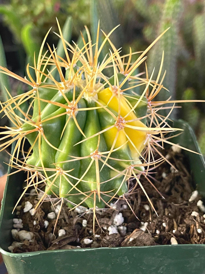 Variegated Ferocactus Cactus | Yellow Spines | Rare Cactus | Live Plant