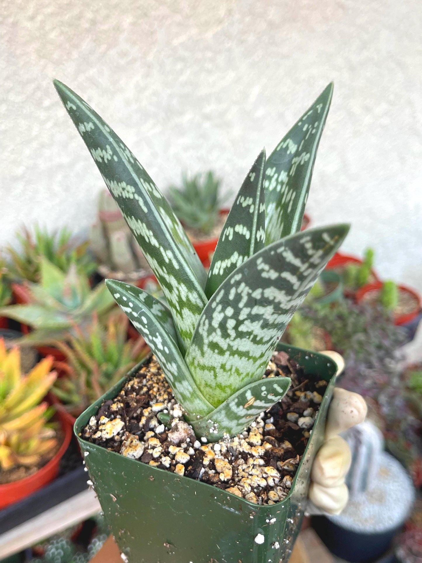 Tiger Aloe | Aloe variegata | Live Plant