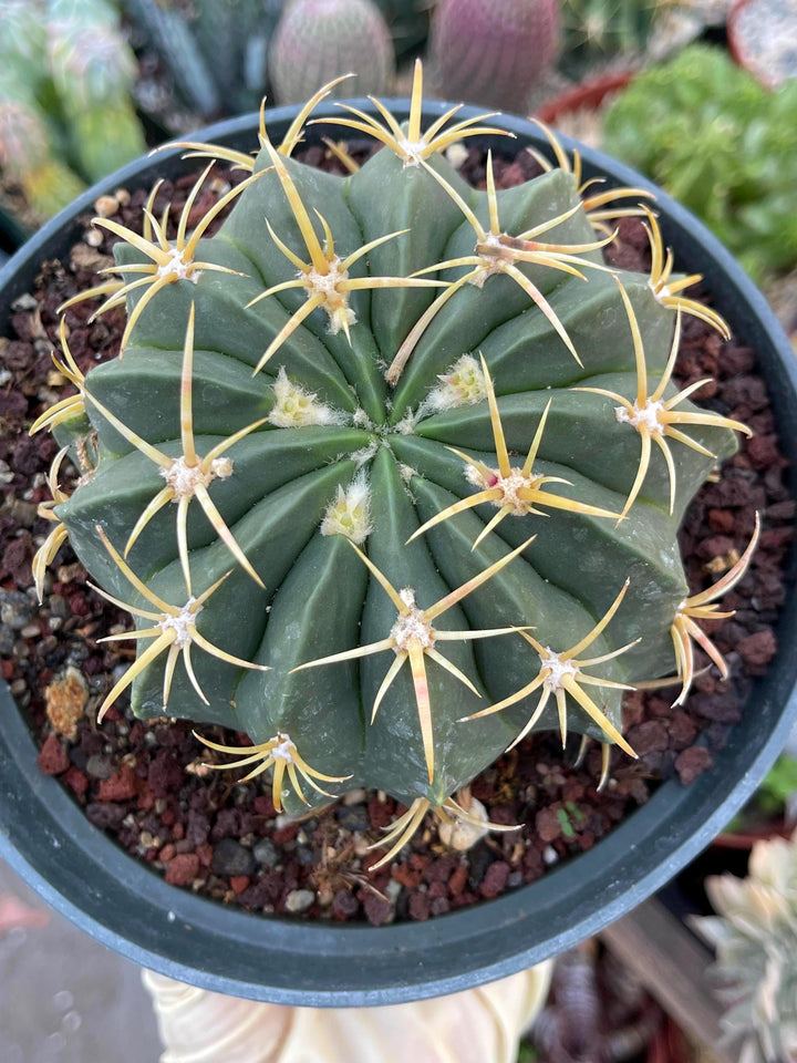 Ferocactus Macrodiscus Cactus | Live Cactus