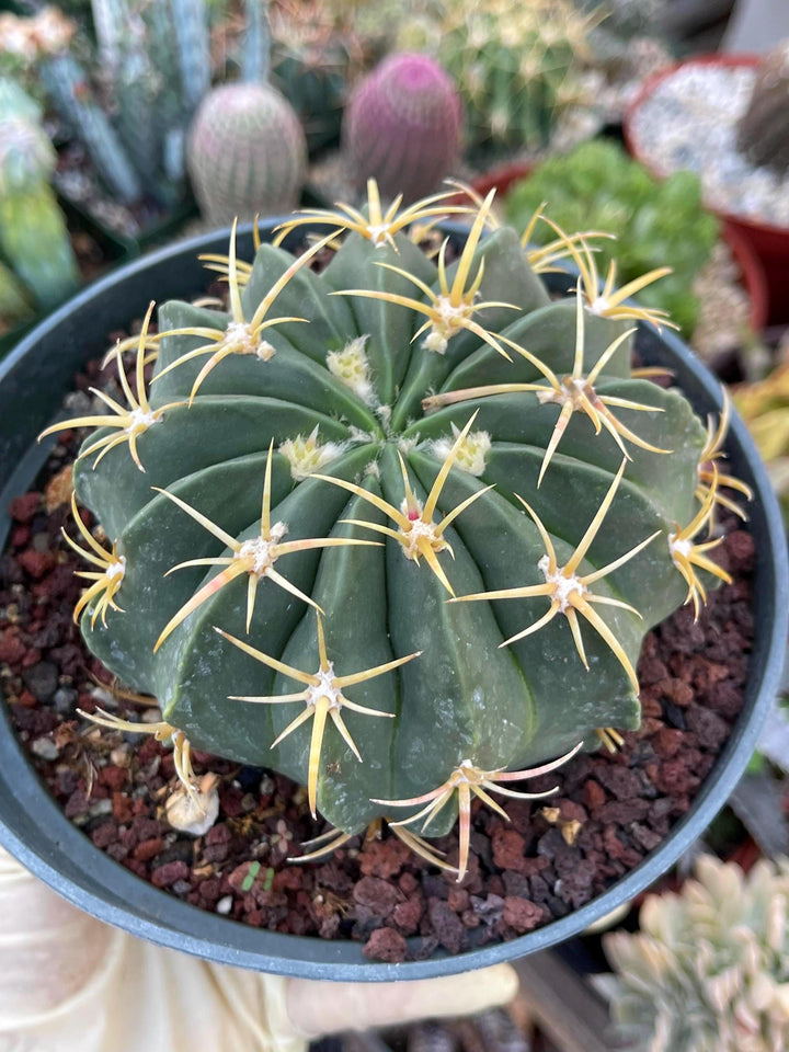 Ferocactus Macrodiscus Cactus | Live Cactus