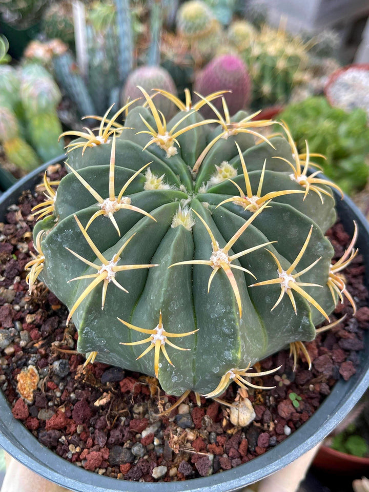 Ferocactus Macrodiscus Cactus | Live Cactus