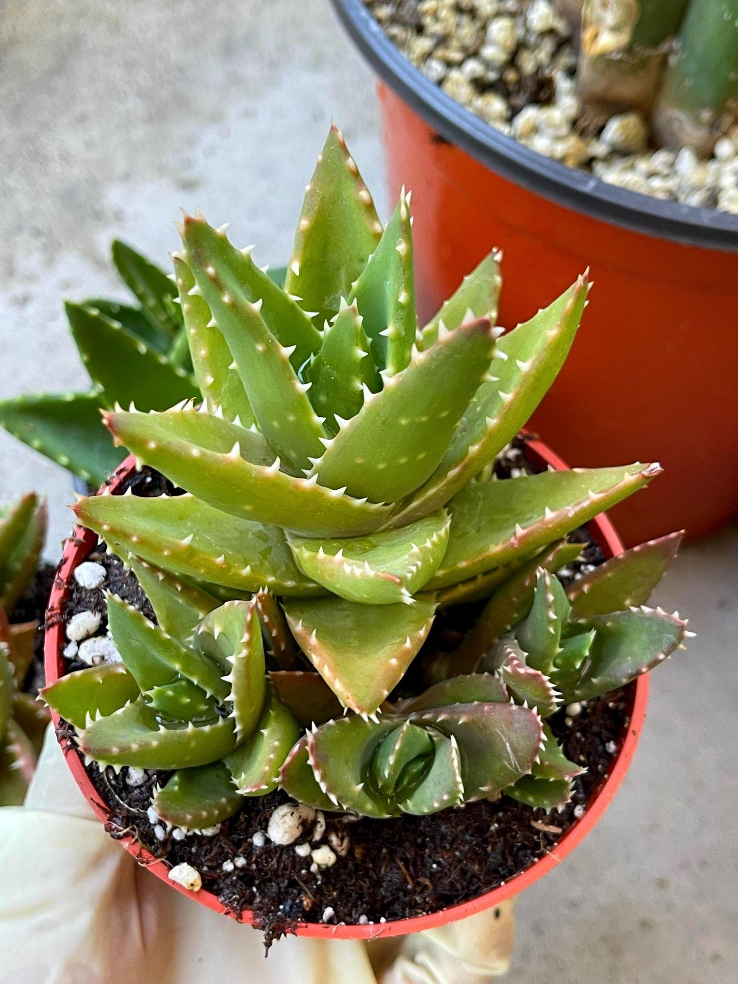 Aloe Perfoliata | Live Succulent | Live Plant