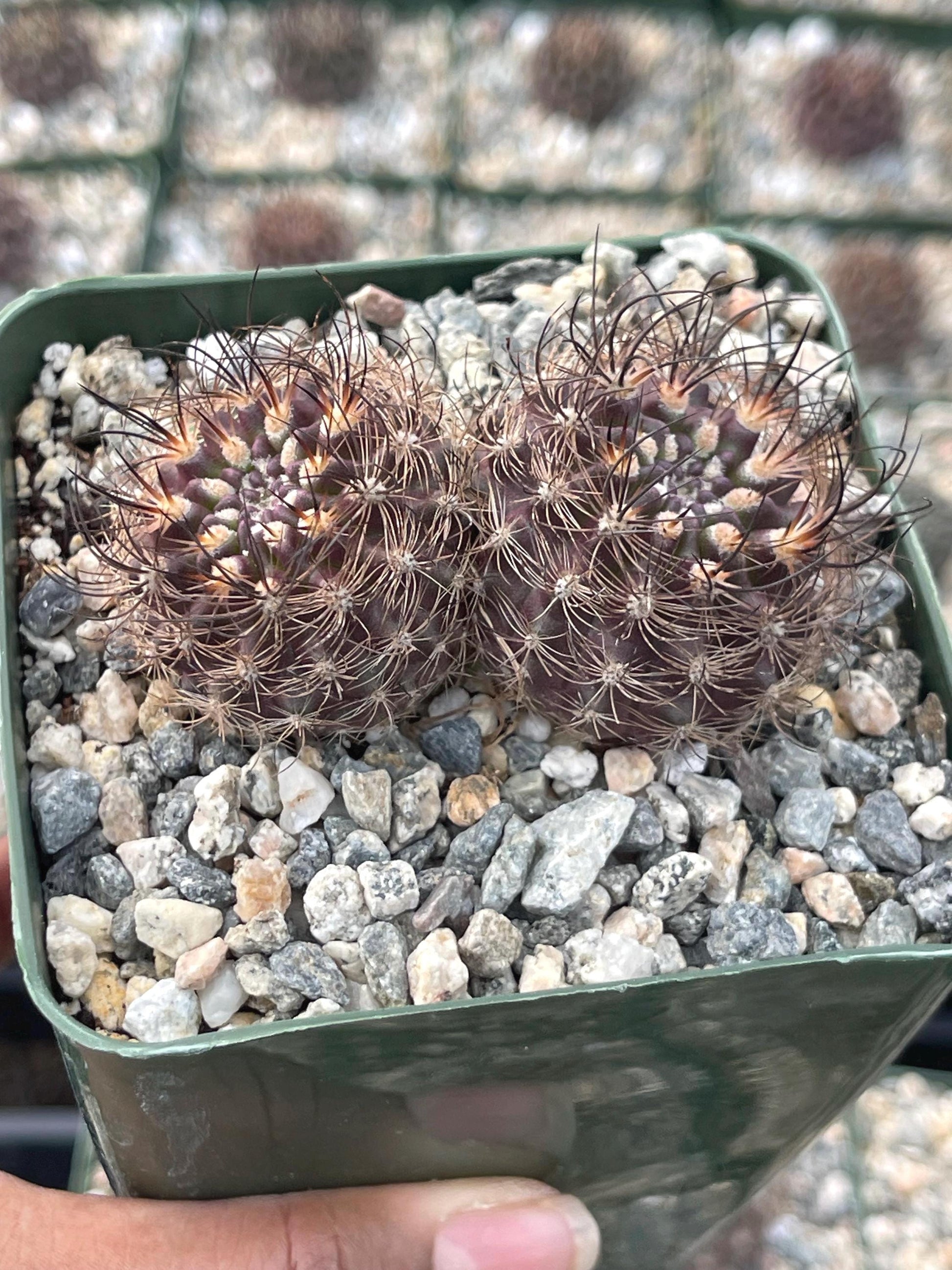 Neoporteria Bicolor | Live Cactus | Live Plant