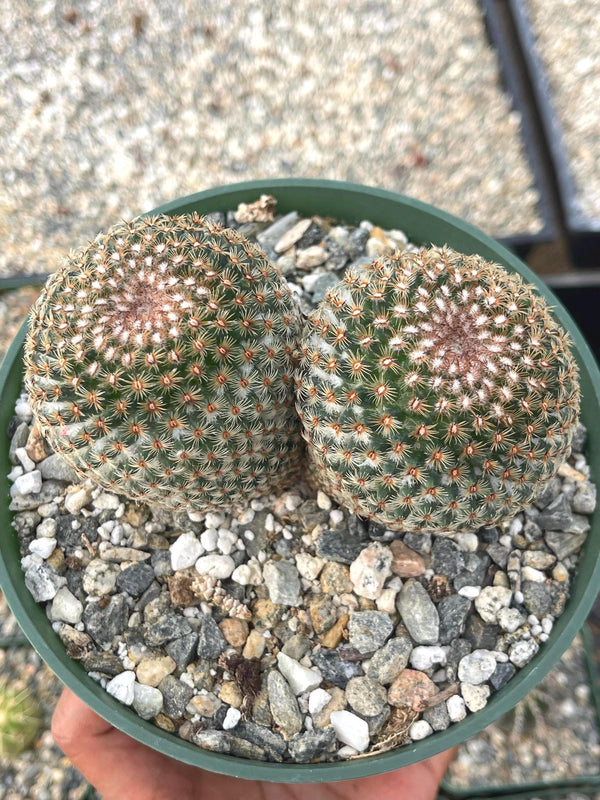 Mammillaria Huitzilopochtli with flower buds | Live Cactus