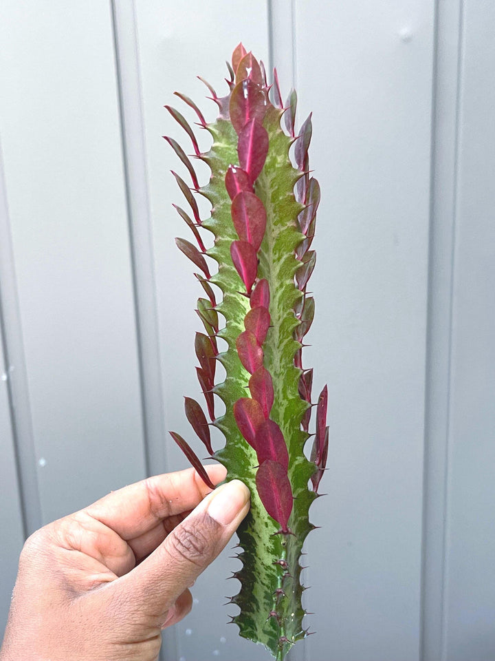 Euphorbia Trigona | Royal Red | Rubra | Good Luck Cactus | Live Succulent Plant | Rare Cactus | Sold Individual