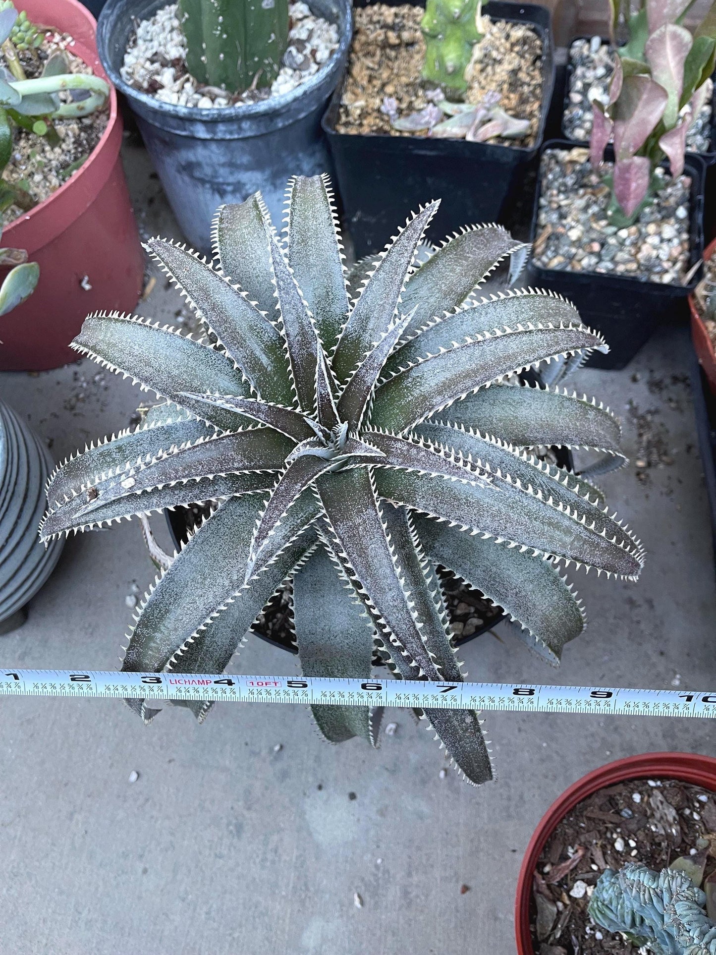 Dyckia Platyphylla | Live Plant | Live Succulent