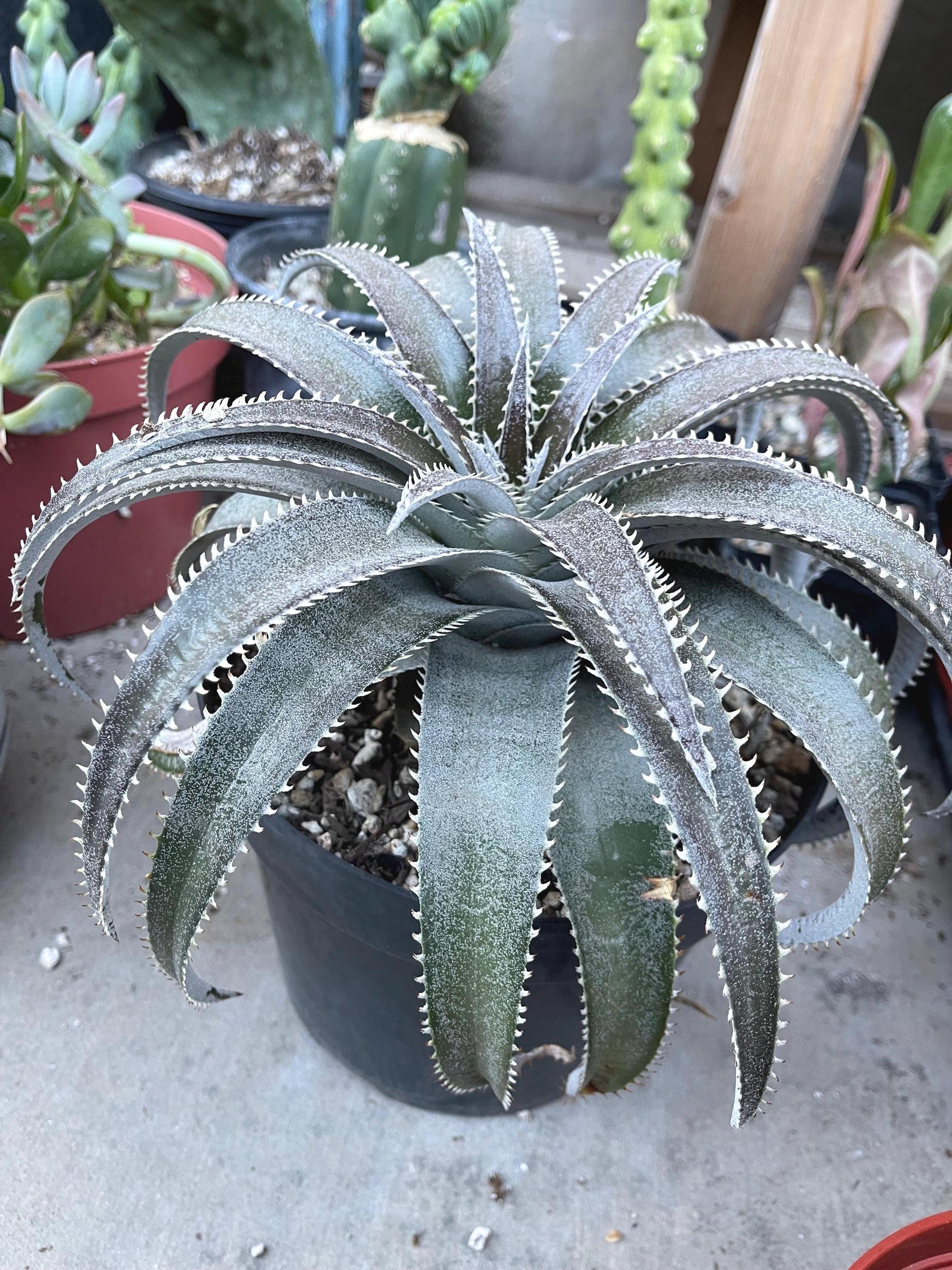 Dyckia Platyphylla | Live Plant | Live Succulent