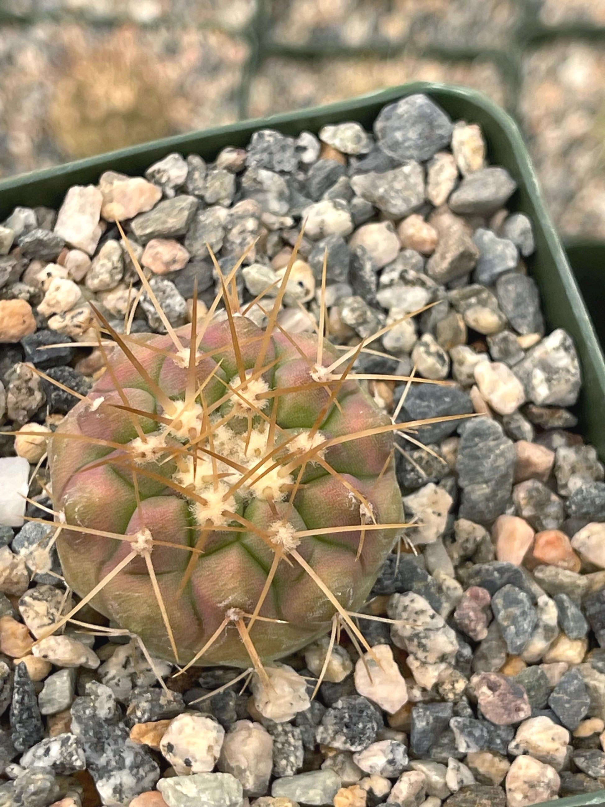 Copiapoa Haseltoniana | Rare Cactus | Live Plant | Rare Plant