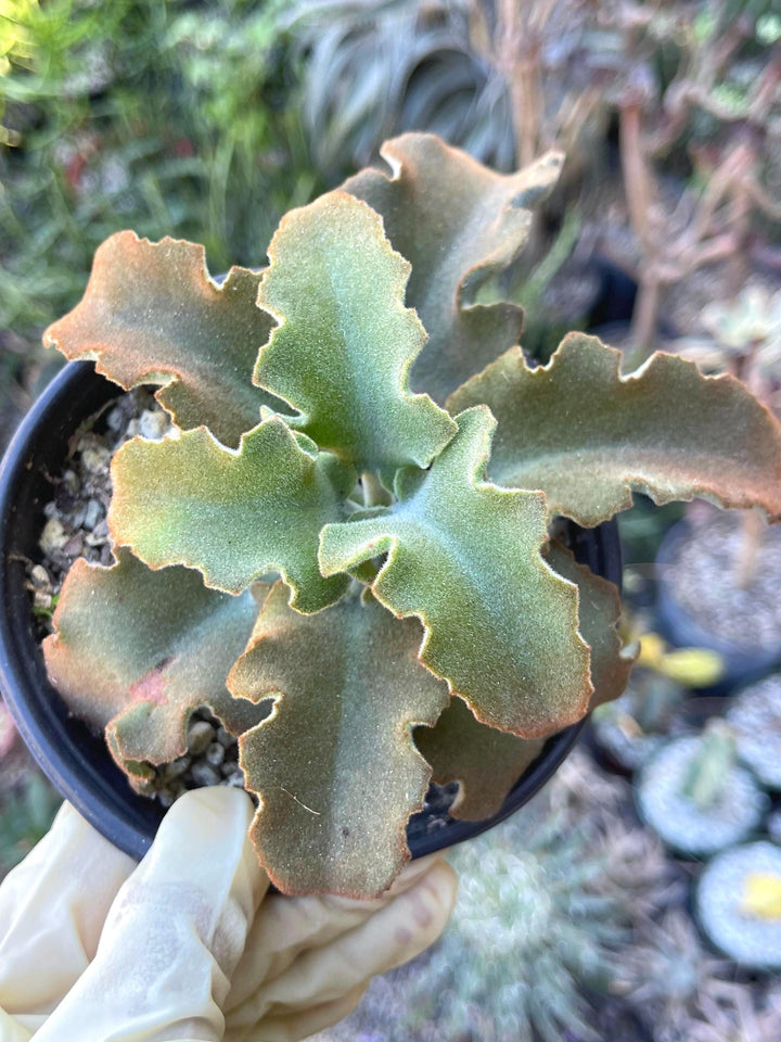 Kalanchoe beharensis ‘Fang’ | Live Succulent | Fuzzy Succulent