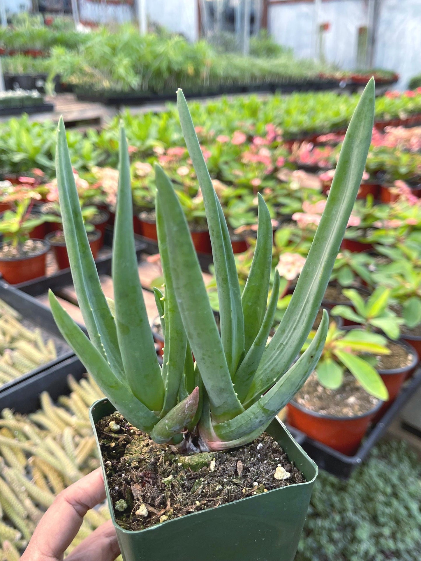 Aloe Hercules | Live Aloe | Live Plant