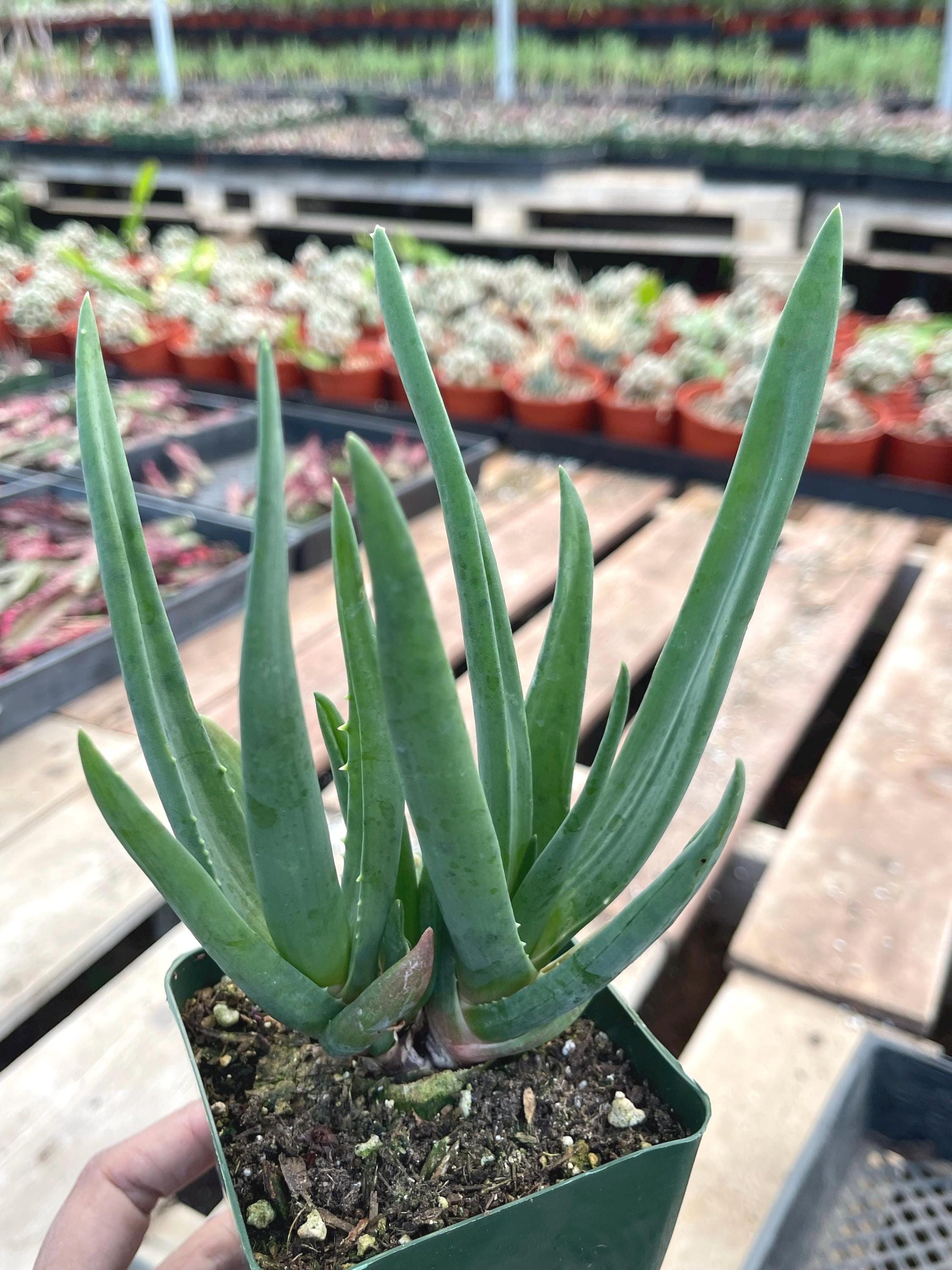 Aloe Hercules | Live Aloe | Live Plant