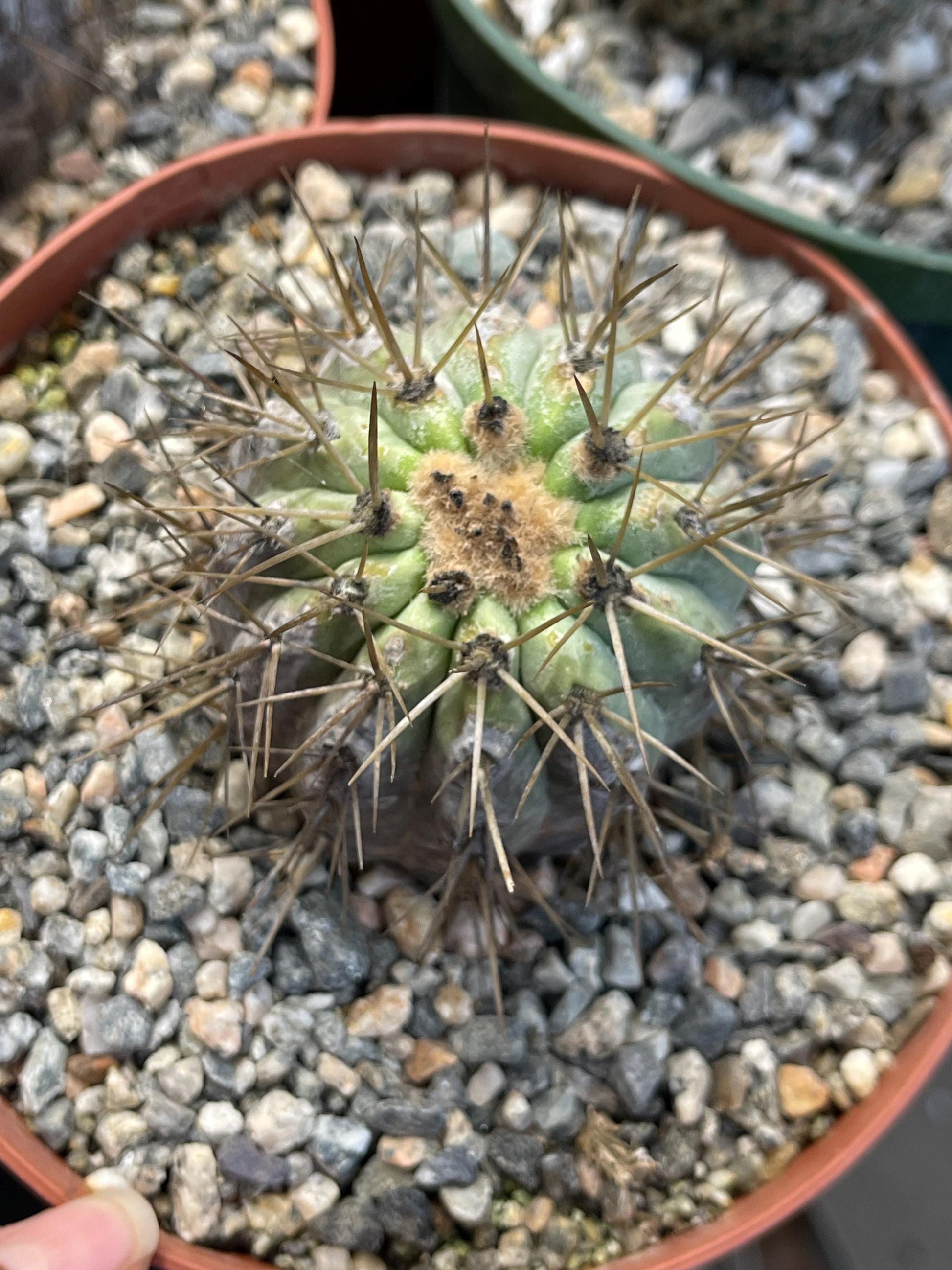 Copiapoa Haseltoniana | Rare Cactus | Live Plant | Rare Plant