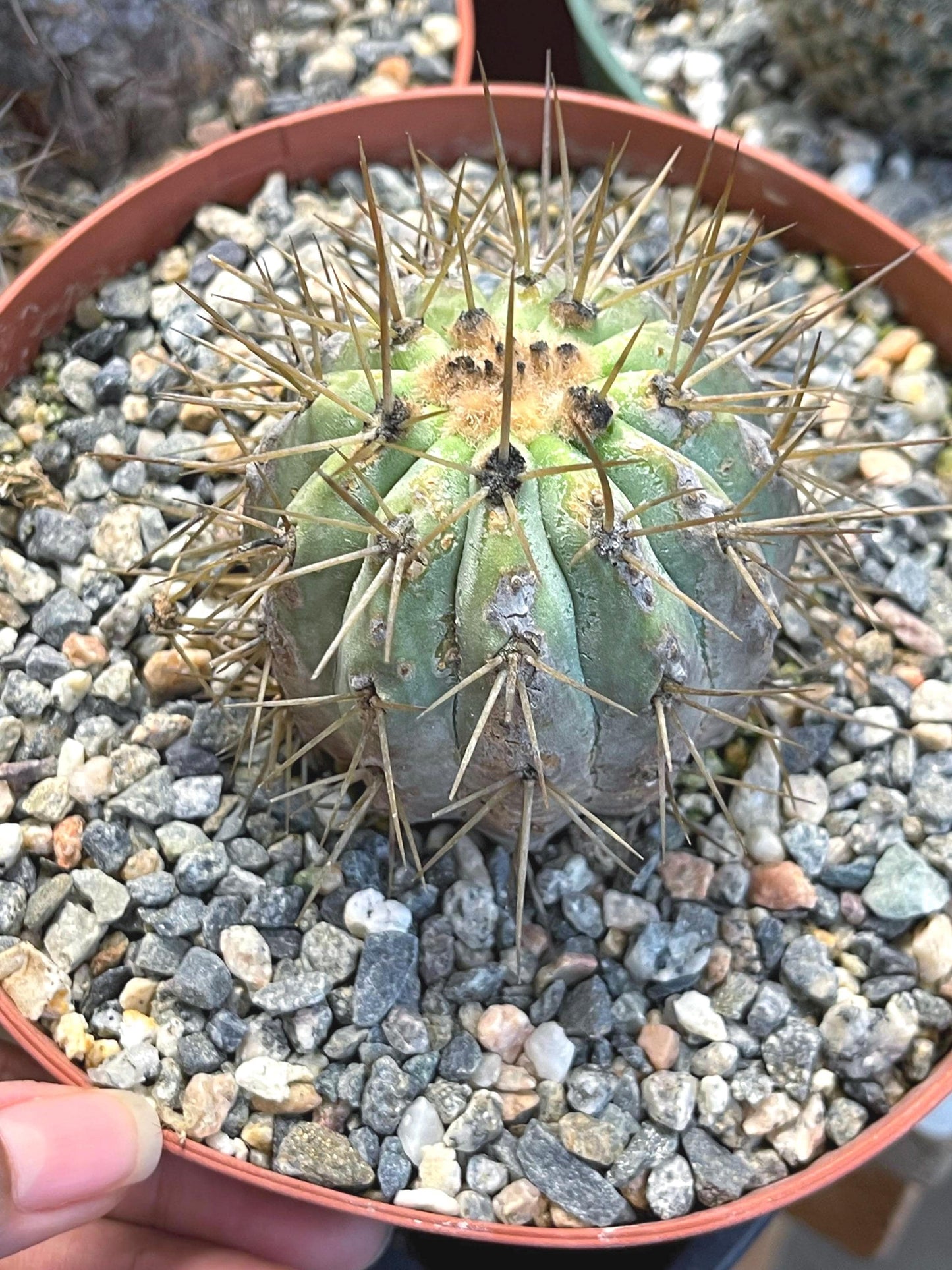 Copiapoa Haseltoniana | Rare Cactus | Live Plant | Rare Plant