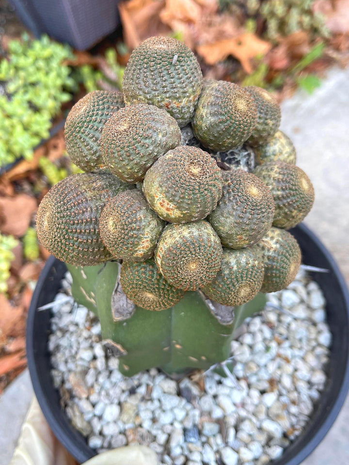 Rebutia Heliosa Clusters | Graft Cactus | exotic rare cacti | Live Plant