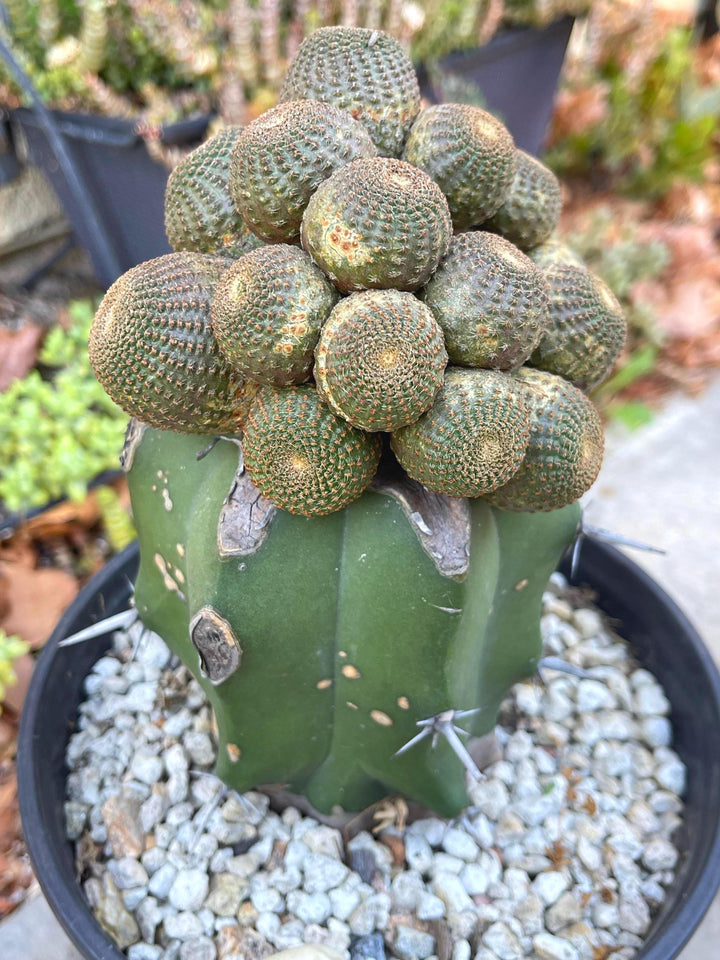 Rebutia Heliosa Clusters | Graft Cactus | exotic rare cacti | Live Plant