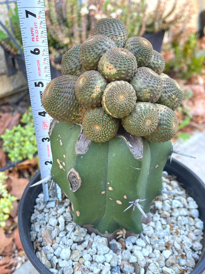 Rebutia Heliosa Clusters | Graft Cactus | exotic rare cacti | Live Plant