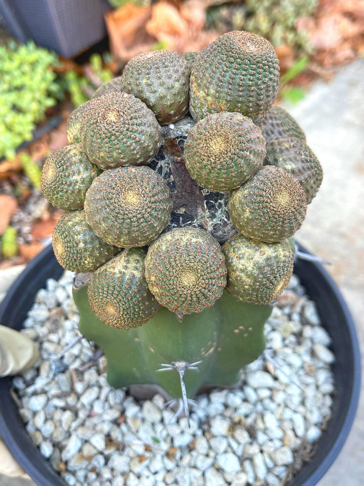 Rebutia Heliosa Clusters | Graft Cactus | exotic rare cacti | Live Plant