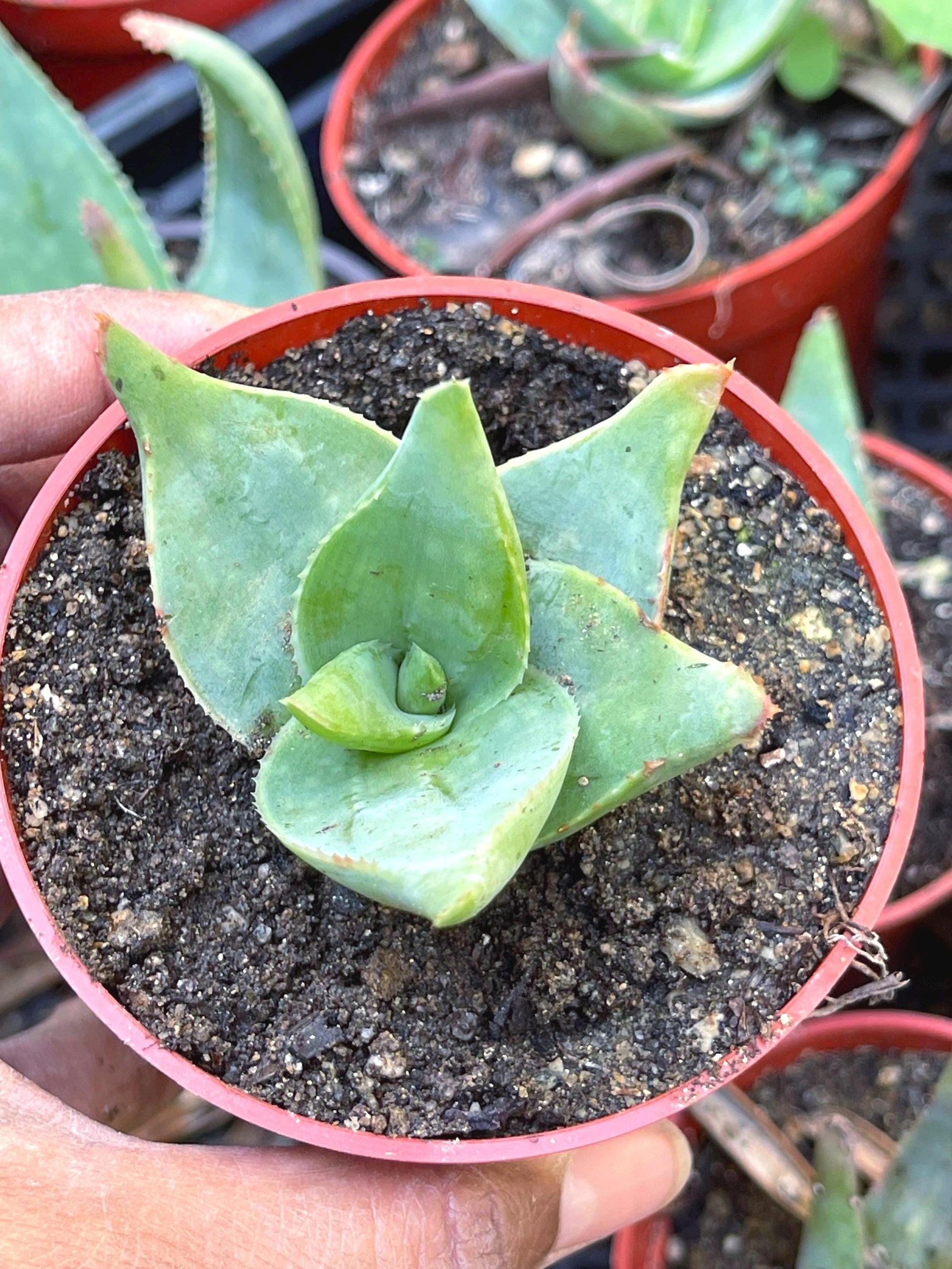 Aloe umfoloziensis | Live Aloe | Live Succulent