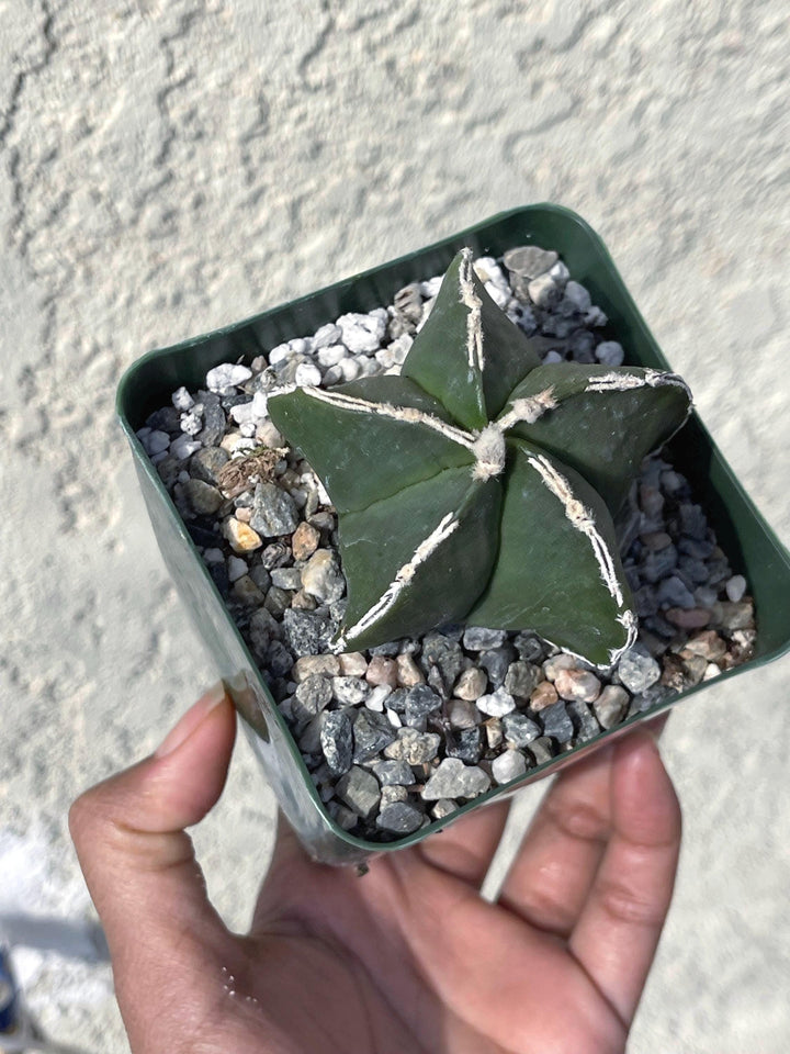 White Ribs Astrophytum Nudum | Live Plants | Live Cactus