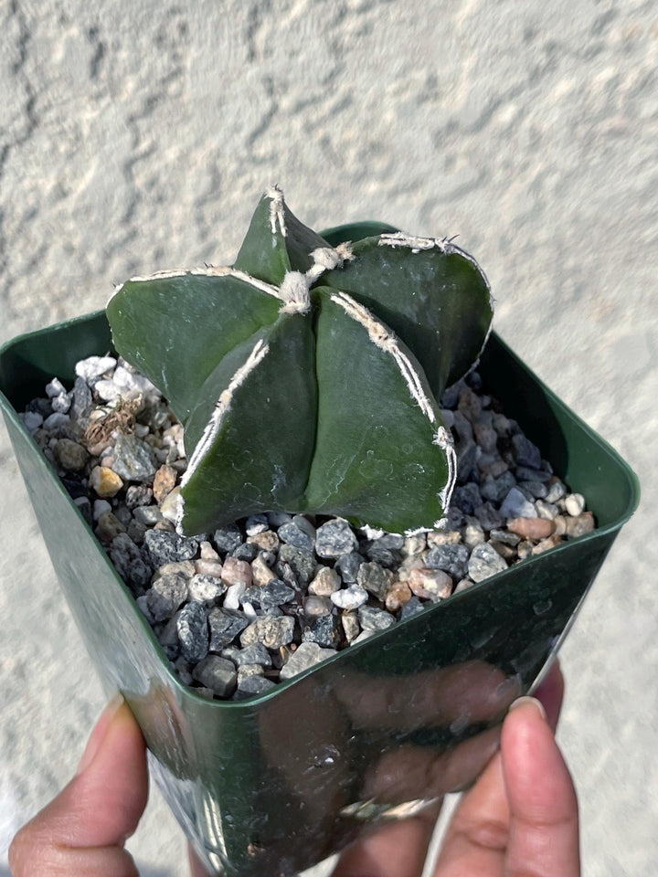 White Ribs Astrophytum Nudum | Live Plants | Live Cactus