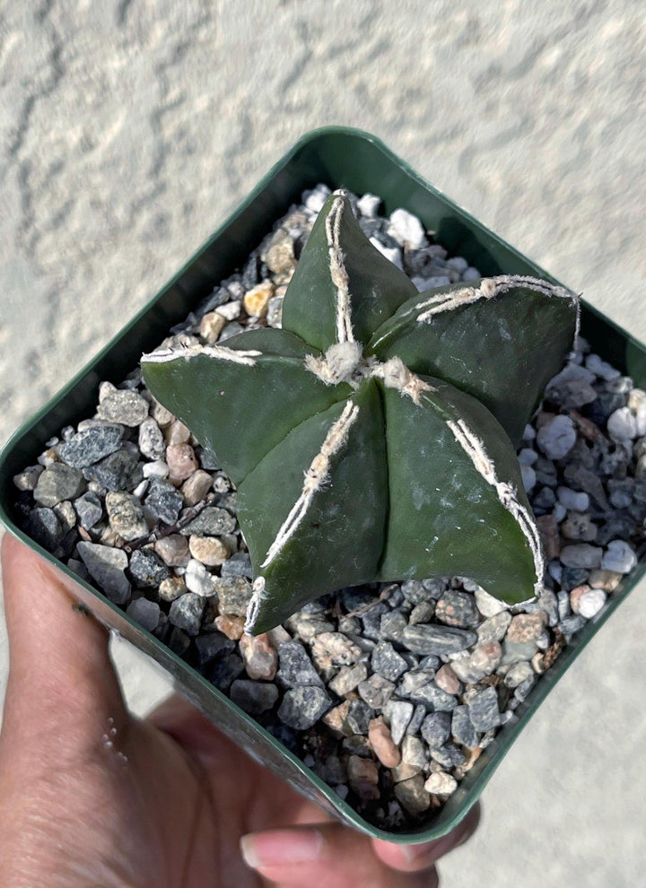 White Ribs Astrophytum Nudum | Live Plants | Live Cactus