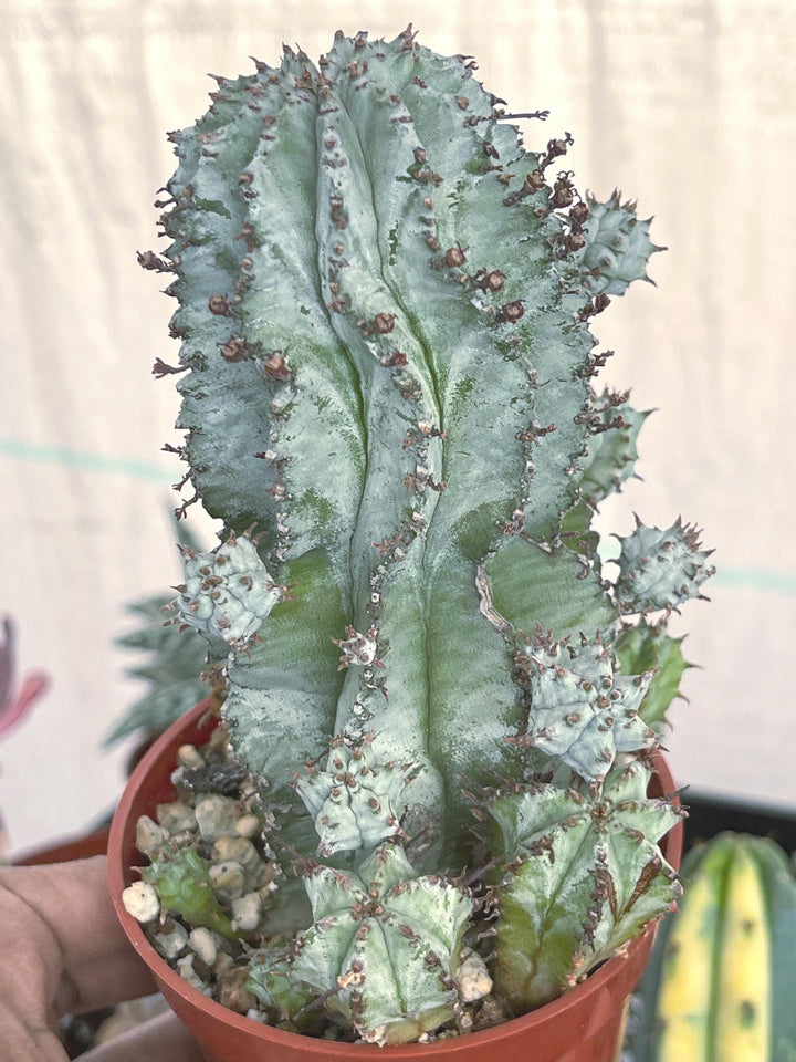 Euphorbia Snowflake Hybrids with pups | Rare Cactus | Live Plant