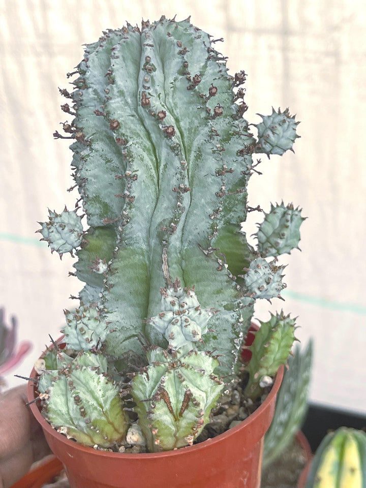 Euphorbia Snowflake Hybrids with pups | Rare Cactus | Live Plant