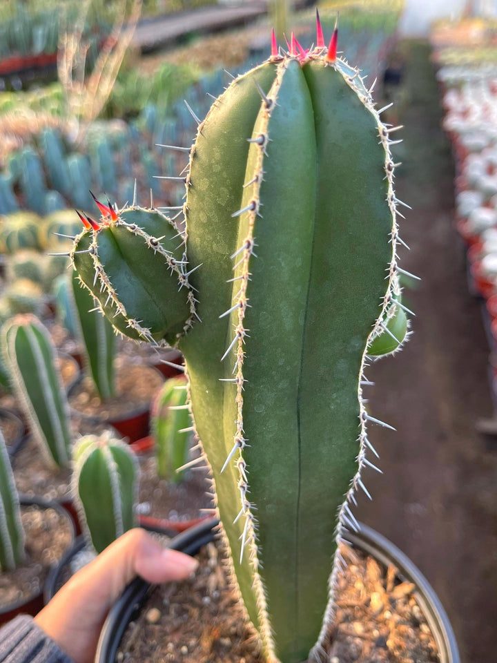 Mexican Fence Post | Live Cactus | Live Plant