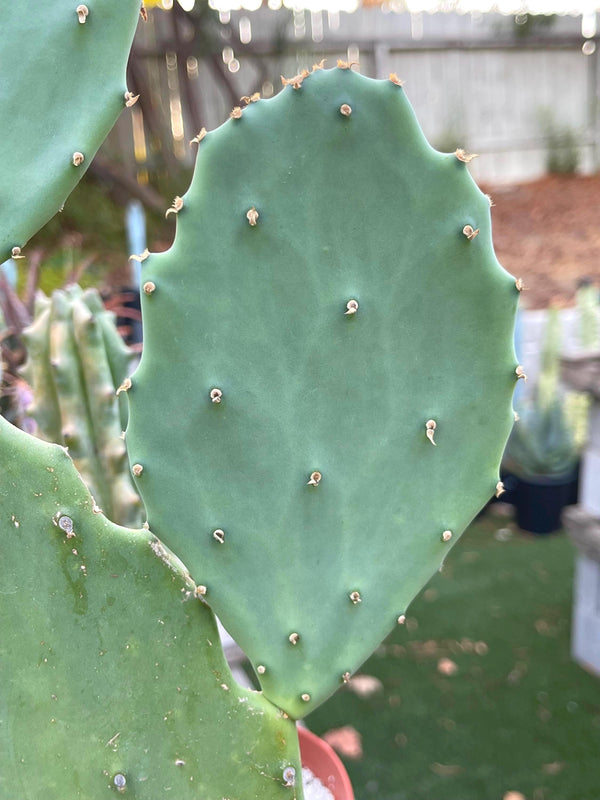 Opuntia Cutting Pad | Live Cactus | Live Plant