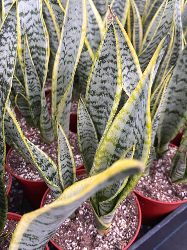 Snake Plant | Sansevieria | Live House Plant