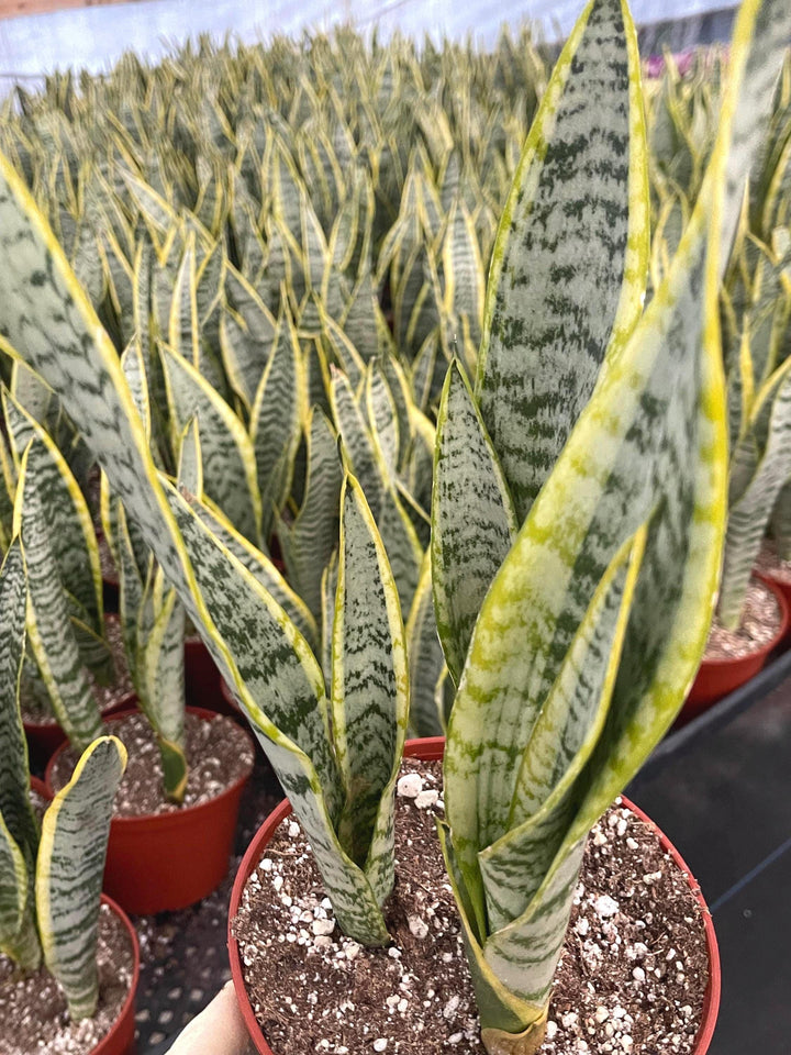 Snake Plant | Sansevieria | Live House Plant