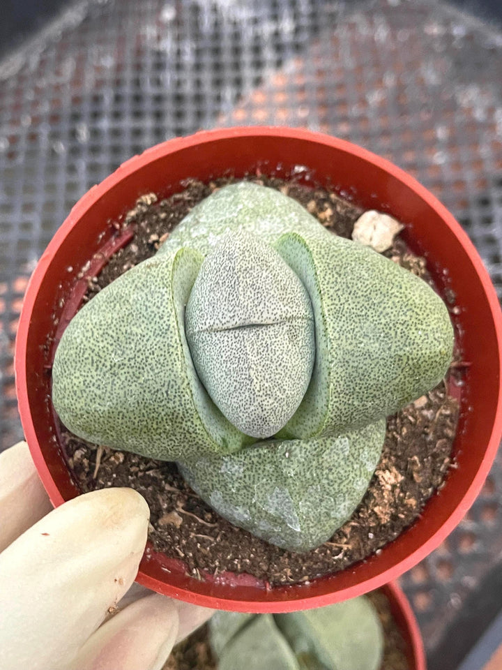 Split Rock Succulent | Pleiospilos nelii