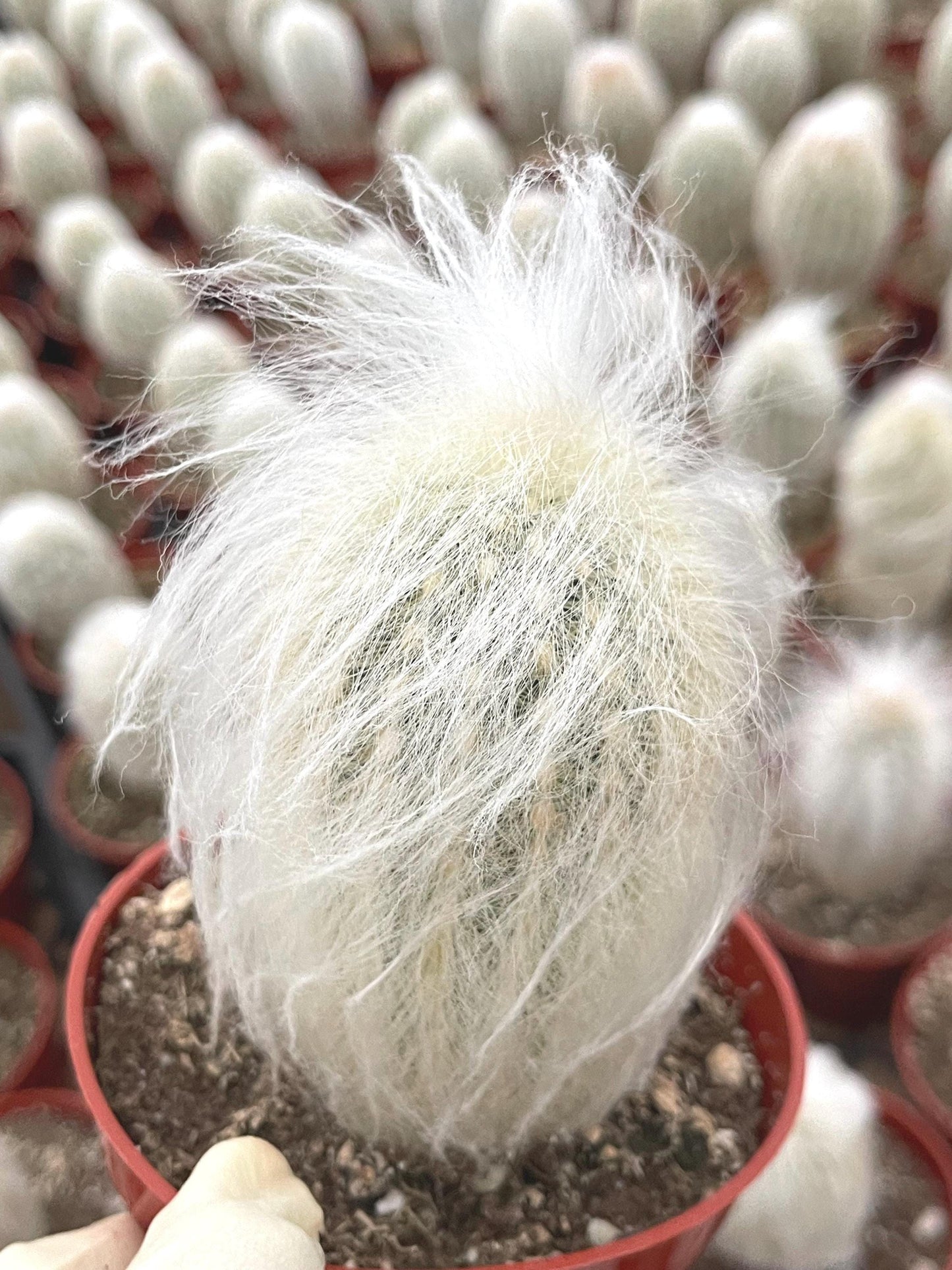 Old Man Cactus | Live Cactus | Live Plant