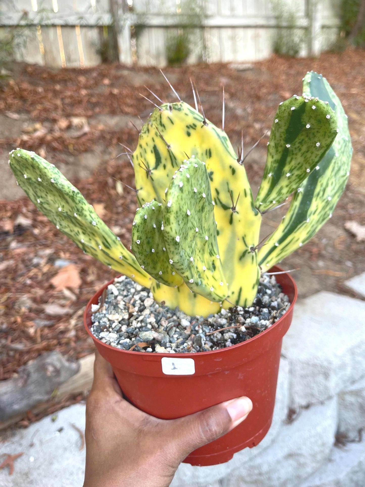 Opuntia Sunburst Variegated Cactus | Live Plant