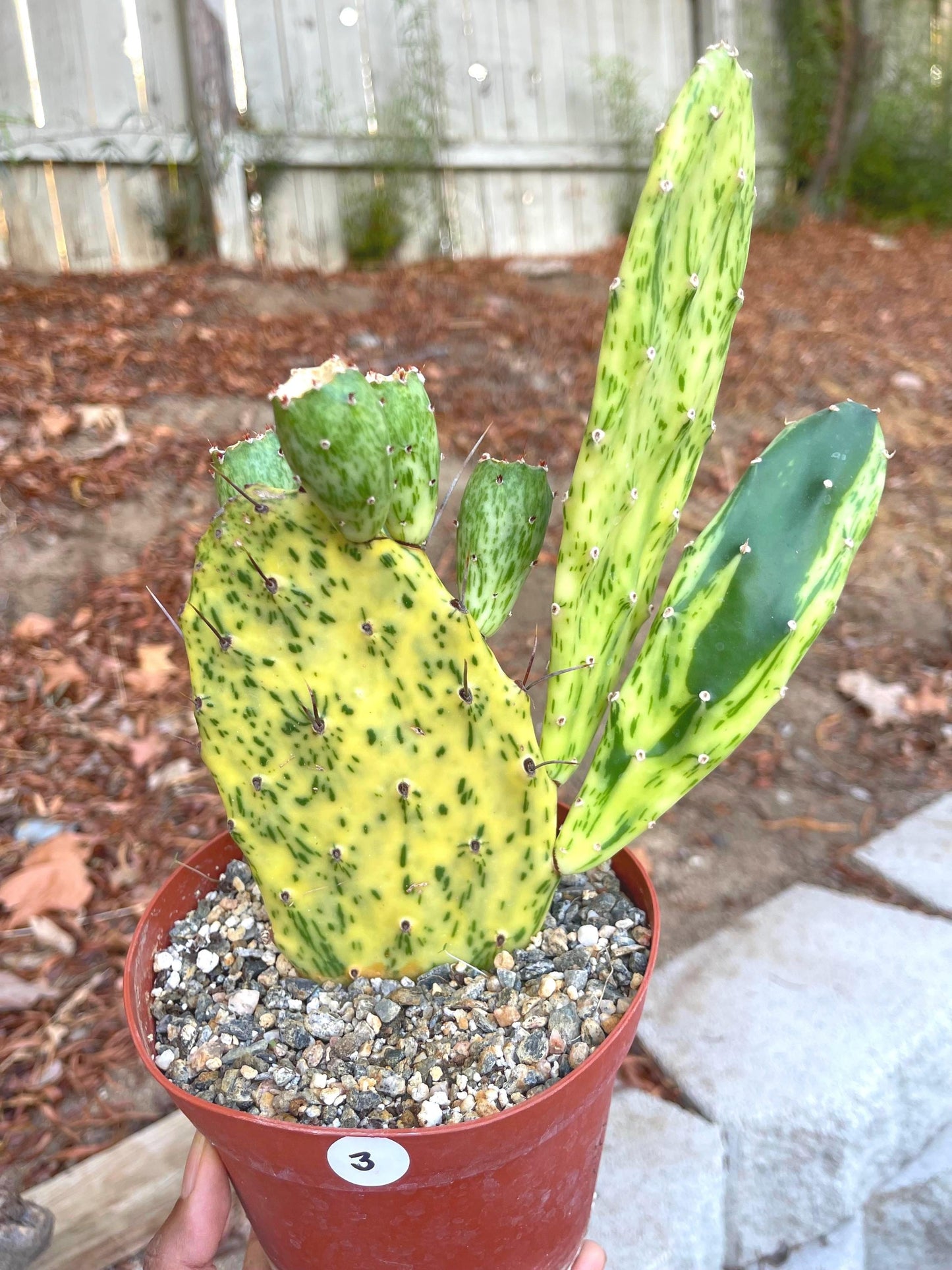 Opuntia Sunburst Variegated Cactus | Live Plant