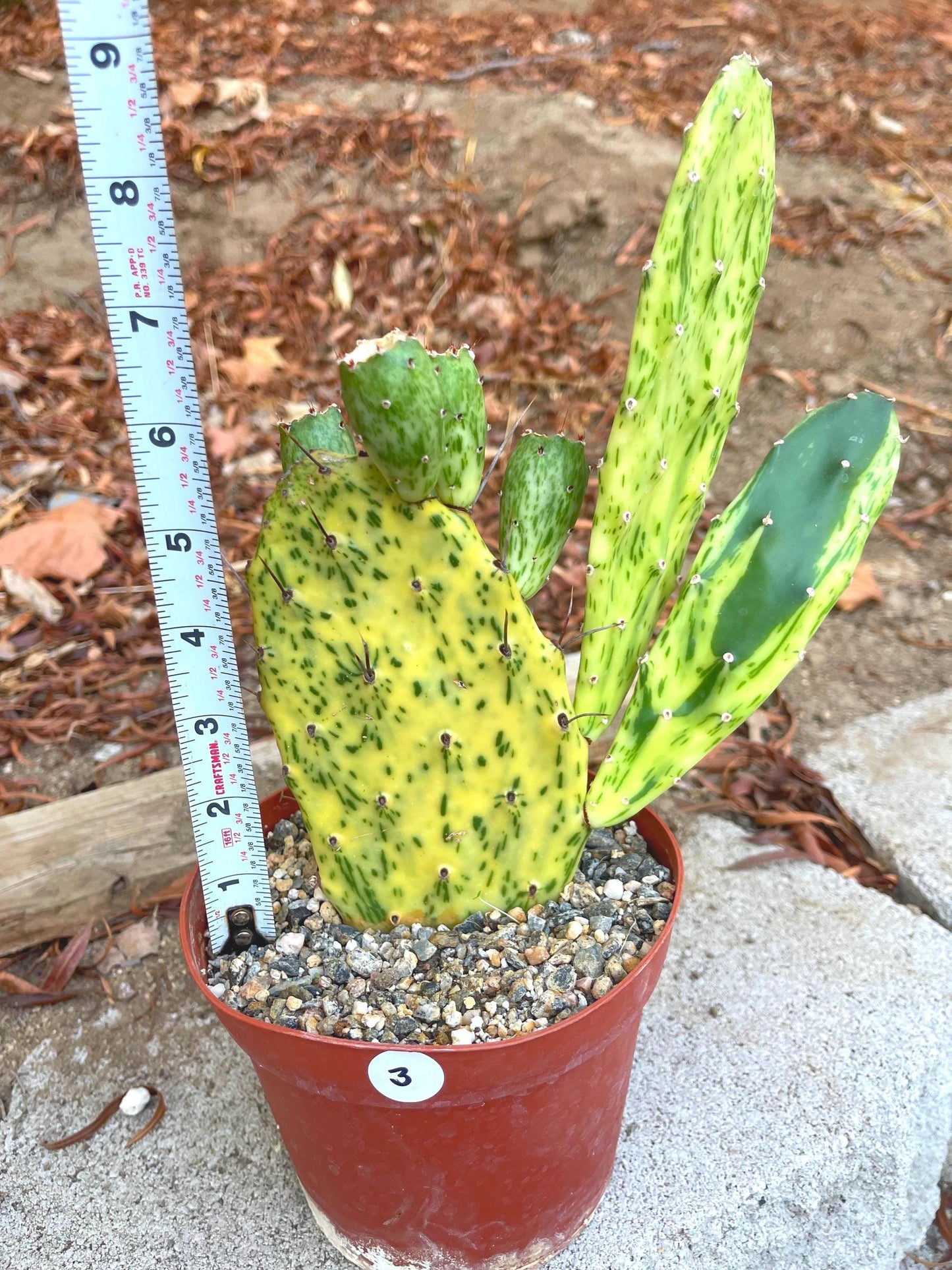 Opuntia Sunburst Variegated Cactus | Live Plant