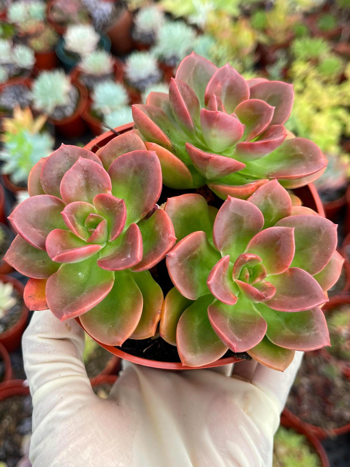 4” Echeveria Melaco | Echeveria succulent | Live Plant