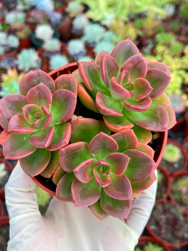 4” Echeveria Melaco | Echeveria succulent | Live Plant