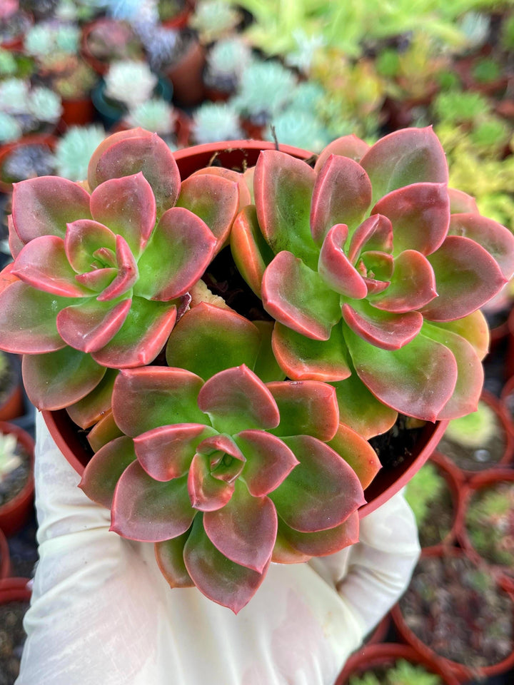 4” Echeveria Melaco | Echeveria succulent | Live Plant