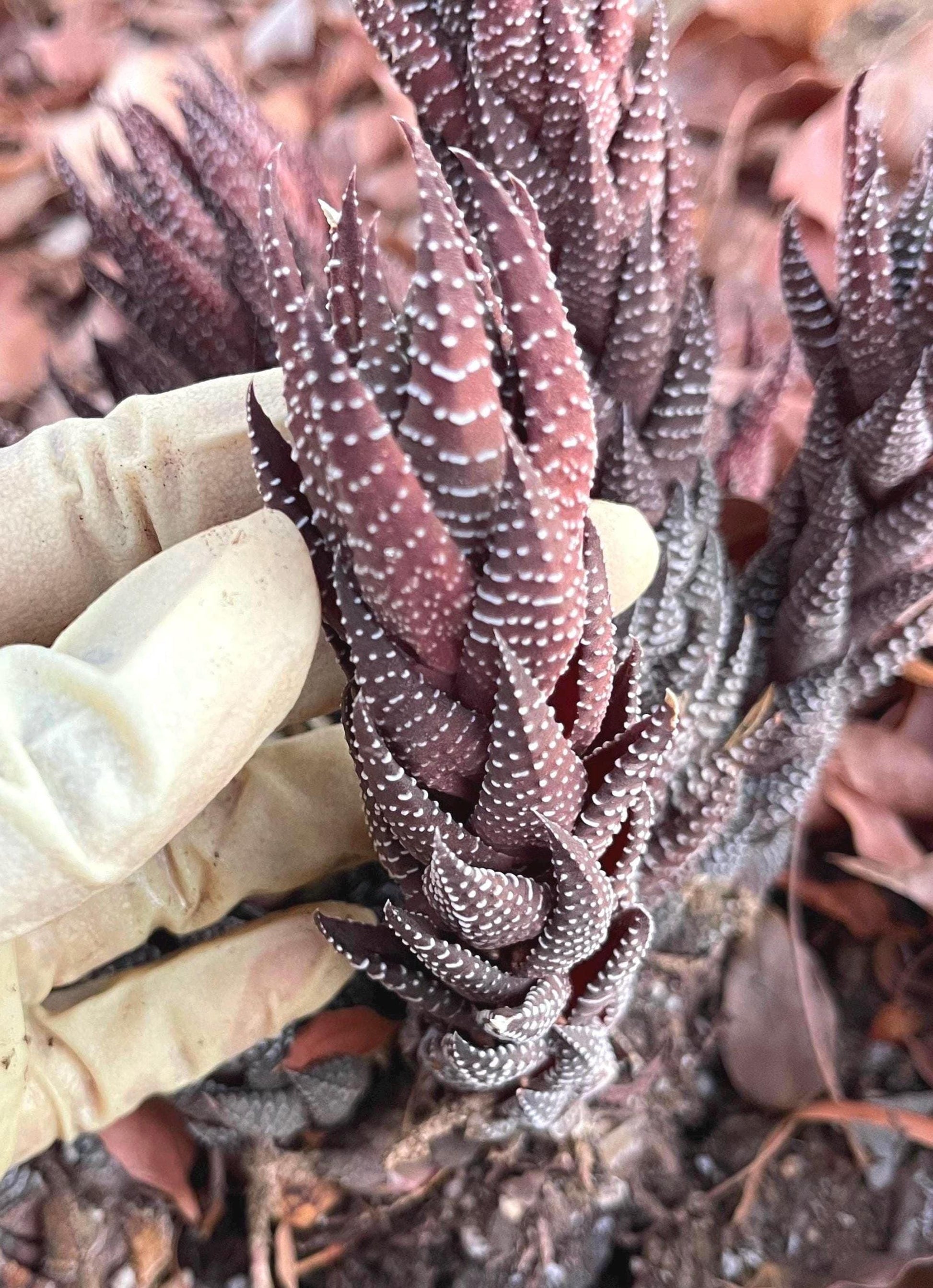 Harworthia Coarctata | Live Succulent | Live Plant