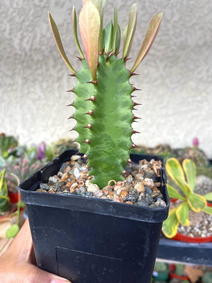 Euphorbia Trigona | Royal Red | Rubra | Good Luck Cactus | Live Succulent Plant | Rare Cactus | Sold Individual