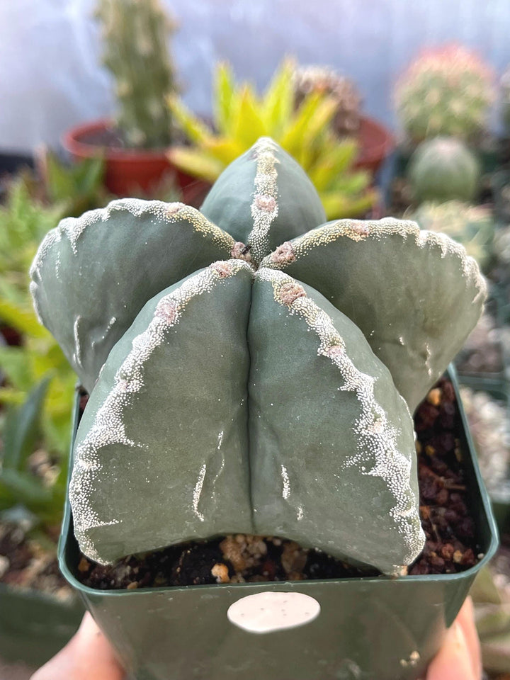 5 White Ribs Astrophytum | Live Cactus | Rare Cactus