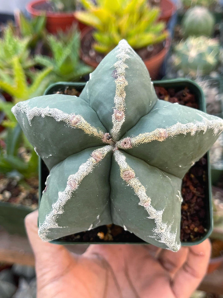 5 White Ribs Astrophytum | Live Cactus | Rare Cactus