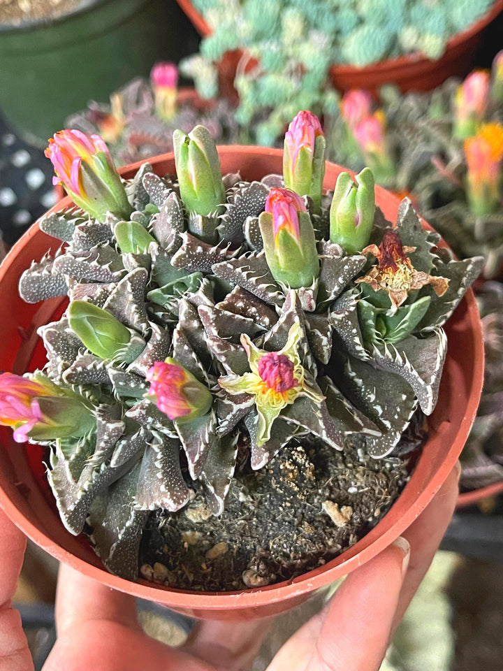 Faucaria Tuberculosa Clusters | Tiger Jaws | Shark’s Jaw | Succulent