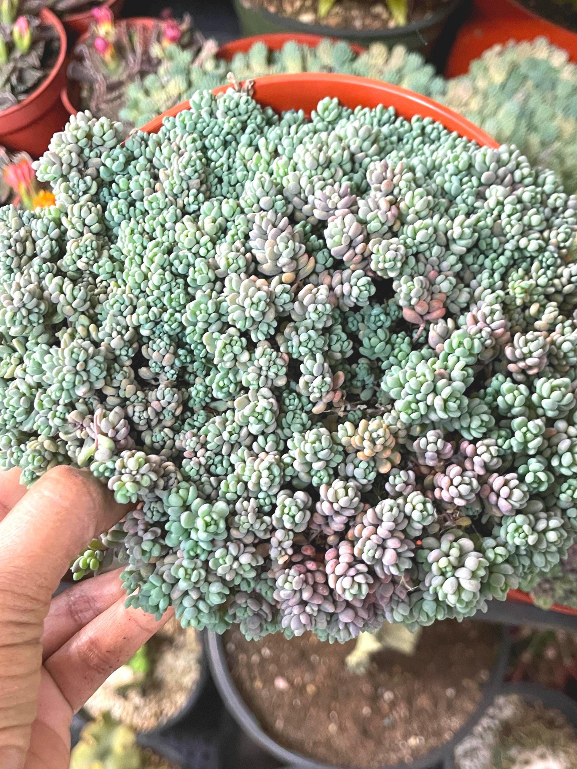 Sedum Dasyphyllum Minor | Corsican Stonecrop | Blue Tears Sedum