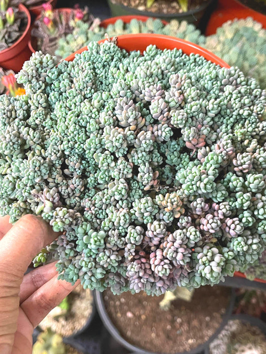 Sedum Dasyphyllum Minor | Corsican Stonecrop | Blue Tears Sedum